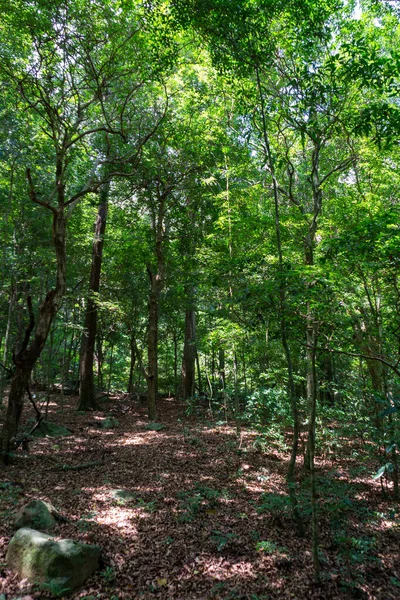 Verão Floresta Tropical — Fotografia de Stock