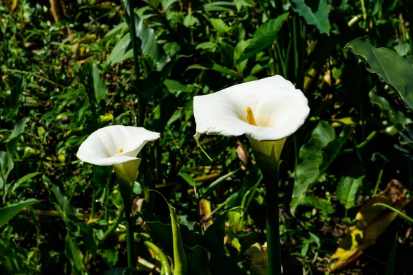 Calla Virágok Közelről Kilátás — Stock Fotó