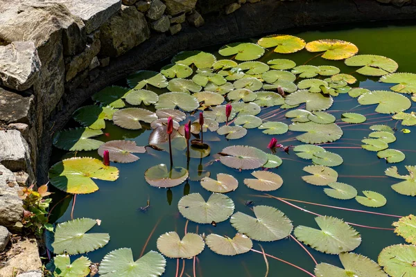 Giglio Acqua Fiori Sull Acqua — Foto Stock