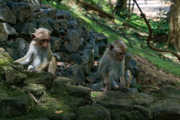 Funny monkeys of Sri Lanka