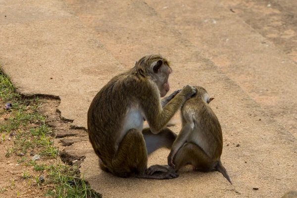 Funny Monkeys Sri Lanka — Stock Photo, Image