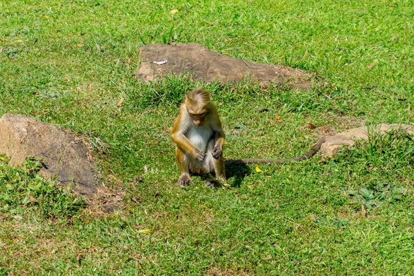 Divertidos Monos Sri Lanka — Foto de Stock
