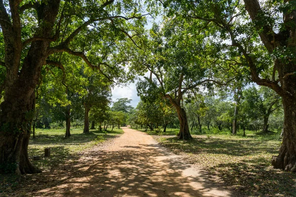 Parkta Güneşli Bir Yaz Günü — Stok fotoğraf