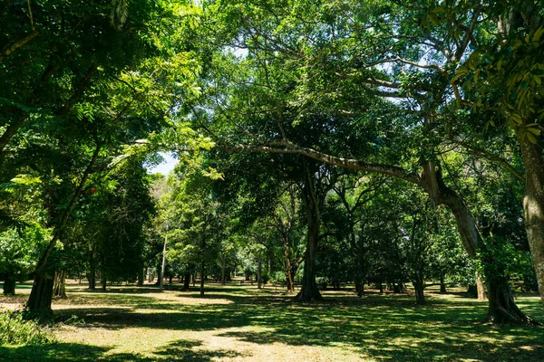 Real Jardín Botánico Peradeniya Sri Lanka Imagen de archivo