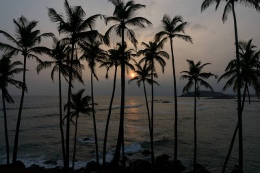 Palmiye ağacı tepesinde gün batımı