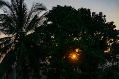 Ormanda günbatımı manzarası