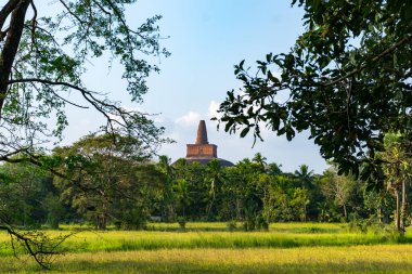 Sri Lanka 'daki Budist aptallığı