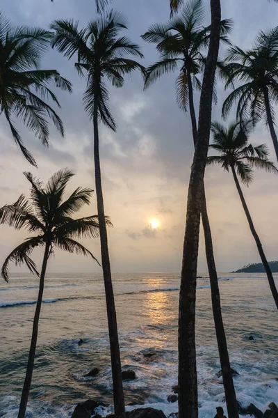 Sunset Palm Tree Hill — Stock Photo, Image