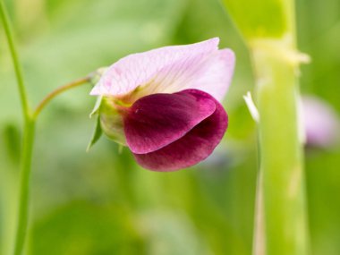 Yeşil bir tarlada Magenta ve pembe bezelye çiçeği. Yumuşak odak arkaplanı.