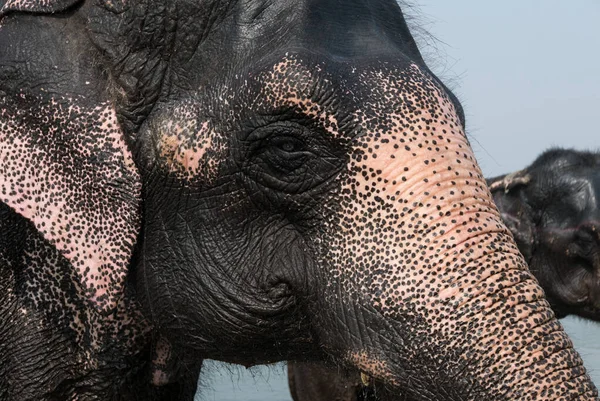 elephant face from the side in Chitwan, Nepal