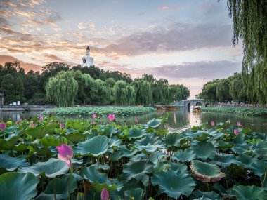 Pekin 'de çiçek açan nilüfer çiçeğiyle Pekin' deki beyaz podia 'da gün batımı