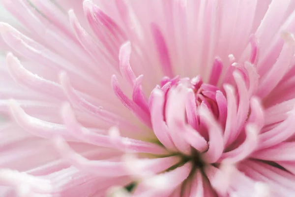 Beautiful Fresh Delicate Flowers Morning Sun — Stock Photo, Image