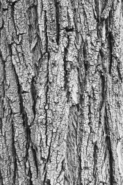 Textura Casca Árvore Preto Branco — Fotografia de Stock
