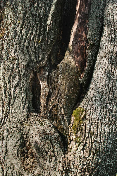 Textuur Van Boomschors Met Mos — Stockfoto