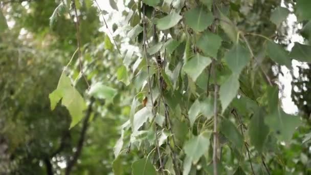 Tree branches with green leaves swaying in wind — Stock Video