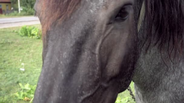 Cavalo pastando na grama verde no campo — Vídeo de Stock