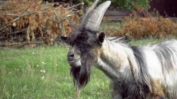 Pâturage de chèvres sur champ vert et herbe à mâcher — Video