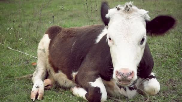 Vitello Bull pascolo su erba verde in campagna — Video Stock