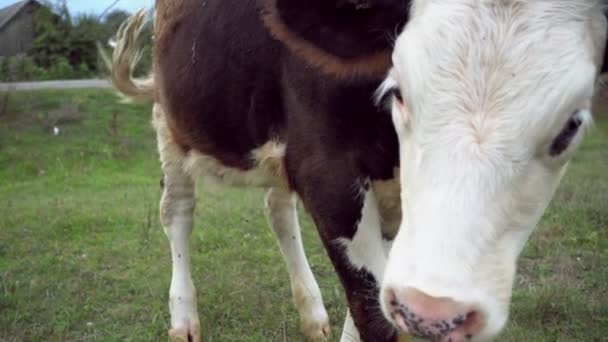 Vitello Bull pascolo su erba verde in campagna — Video Stock