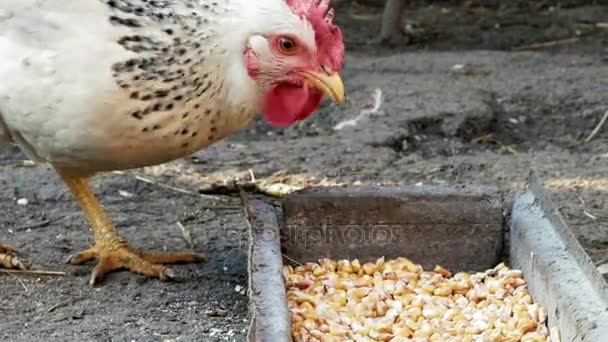 Free range chickens hens pecking corn and food — Stock Video