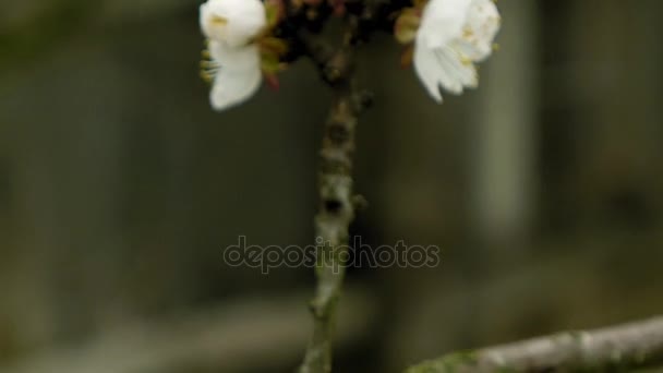 Flowers blossom on the pear fruit tree branch — Stock Video