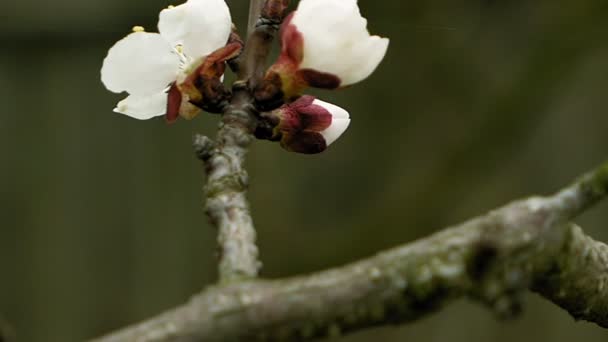 Flores florescem no ramo da árvore frutífera de pêra — Vídeo de Stock