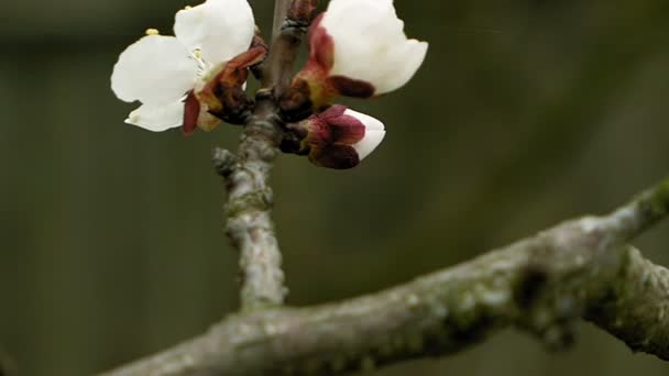 Bloemen bloeien op de vertakking van de beslissingsstructuur van het fruit van peer — Stockvideo