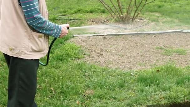 Senior elderly man waters a bed vegetable garden — Stock Video