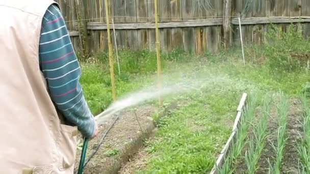 Senior anciano riega un jardín de verduras cama — Vídeo de stock