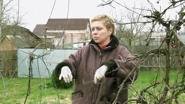 Κηπουρός κορίτσι χώρα ξερά δαμάσκηνα κλαδιά αμπέλου σταφυλιών — Αρχείο Βίντεο