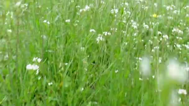 通过绿色的小草和野花的飞行 — 图库视频影像