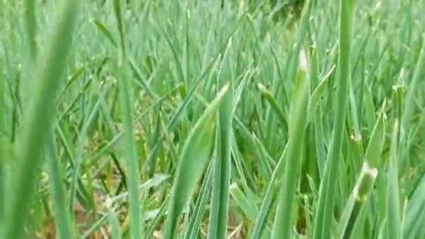 Volando a través de hierba verde en el campo de verano o césped — Vídeo de stock