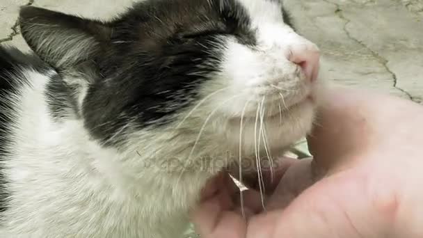 Sevişme okşama ve bir kedi fondling — Stok video