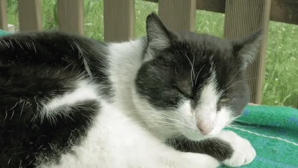 Macska alszik a házon kívül a teraszon — Stock videók