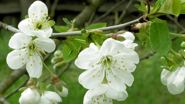 Квіти вишневого цвіту на гілці дерева — стокове відео