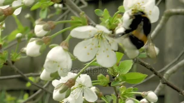 Čmelák na třešňový květ květiny — Stock video