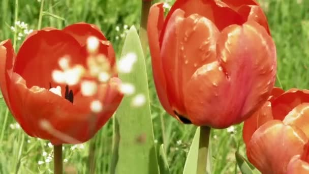 Tulipanes rojos en el lecho de flores del jardín en el viento — Vídeos de Stock