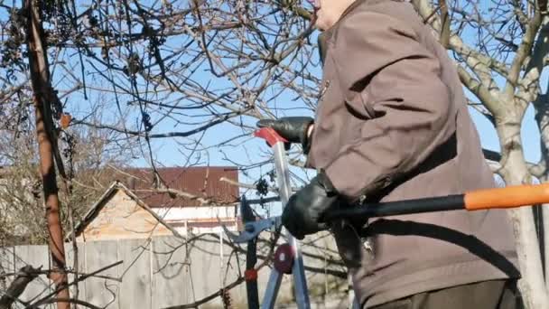 Senior anziano giardiniere prugne cespugli ramoscelli — Video Stock