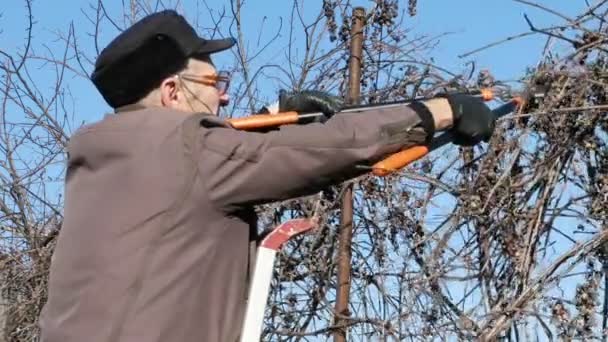 Senior oudere man tuinman pruimen struiken twijgen — Stockvideo