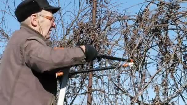 Idosos seniores jardineiro poda arbustos galhos — Vídeo de Stock