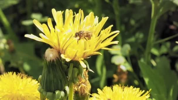 Lebah pada bunga kuning di lingkungan liar — Stok Video