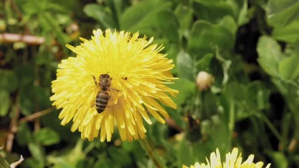 Bee on the yellow flower in the wild environment — Stock Video