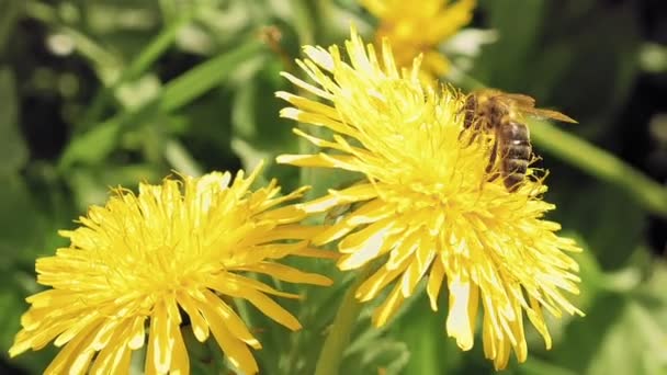 Bee op de gele bloem in het wild milieu — Stockvideo