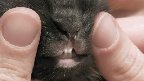 Дівчина тримає і домашні тварини маленький чорний кролик — стокове відео