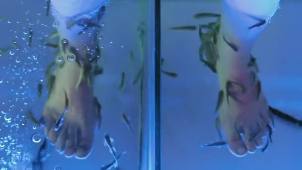 Une dame est dans un spa pour une pédicure de poisson — Video