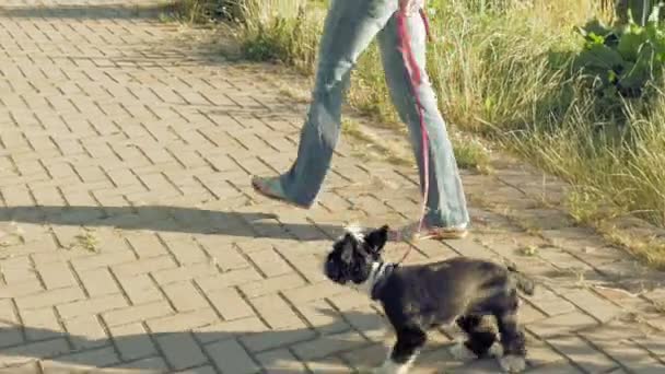 Mujer con pequeño perro divertido al aire libre — Vídeo de stock