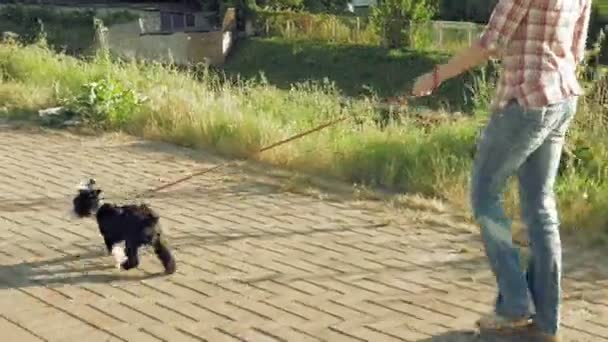 Молодая женщина идет по тропинке с маленькой смешной собачкой — стоковое видео