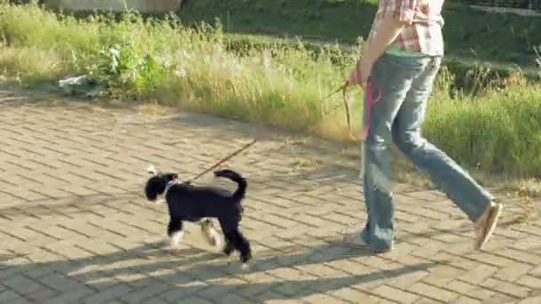 Ung kvinna går längs väg med lite rolig hund — Stockvideo