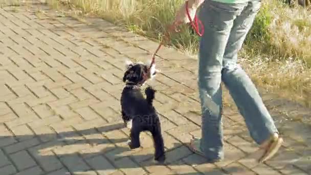 Ung kvinna går längs väg med lite rolig hund — Stockvideo