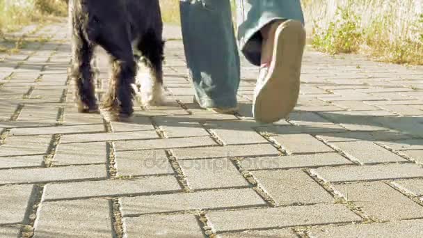 Junge Frauen Füße Gassi gehen mit kleinen lustigen Hund — Stockvideo